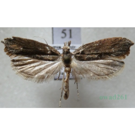Ypsolopha horridella (Treitschke, 1835) Czech51